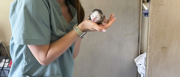 1-Nurse Ellie holds a tiny kitten Nurse Ellie holds a tiny kitten