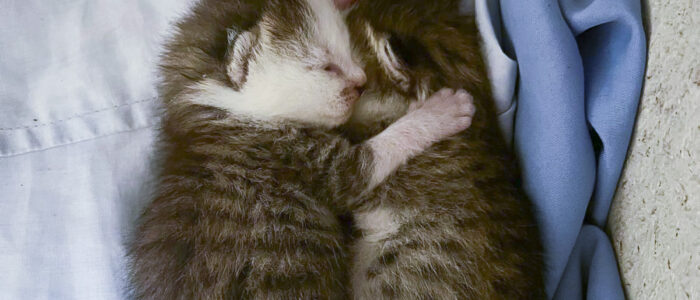 2-Two kittens sleeping together Two kittens sleeping together