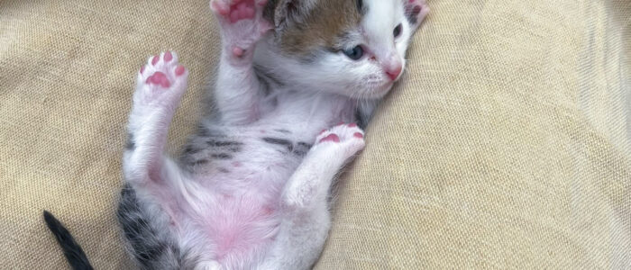 3-A little kitten laying on it's back in Nurse Ellie's lap A little kitten laying on it's back in Nurse Ellie's lap