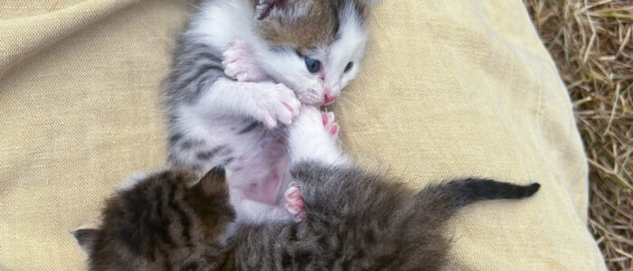 4-The two kittens playing together in Nurse Ellie's lap The two kittens playing together in Nurse Ellie's lap