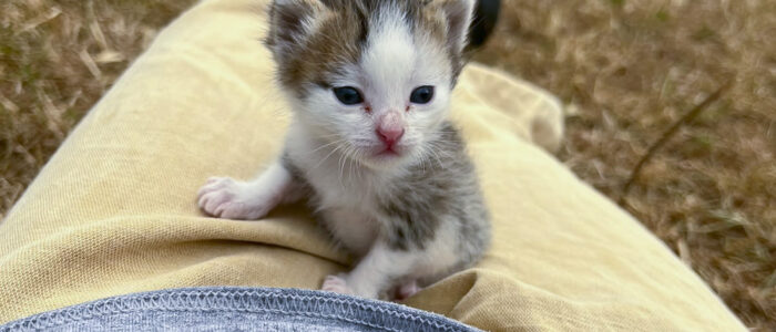 5-An alert little kitten sitting on Nurse Ellie's lap An alert little kitten sitting on Nurse Ellie's lap